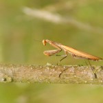 24 heures de la biodiversité au Havre