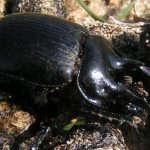 Sortie « Carabes » en forêt d’Eawy