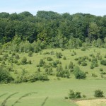 Sortie multidisciplinaire dans la Réserve Naturelle Régionale d’Hénouville